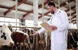 Меры поддержки для молодых ветеринаров Молдовы начинают работать - agroexpert.md