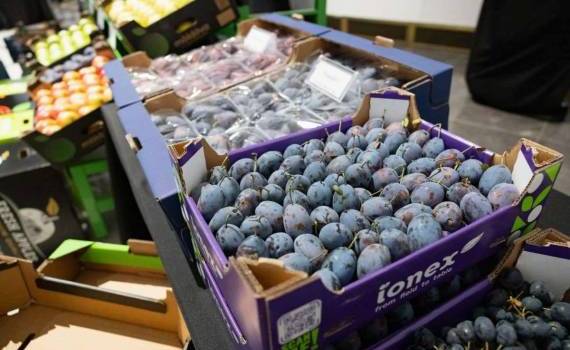 Выход молдавских фруктов на рынок Швейцарии: первые тесты - agroexpert.md