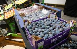 Выход молдавских фруктов на рынок Швейцарии: первые тесты - agroexpert.md