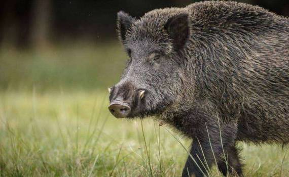 Asociația Producătorilor de Carne de Porc - agroexpert.md