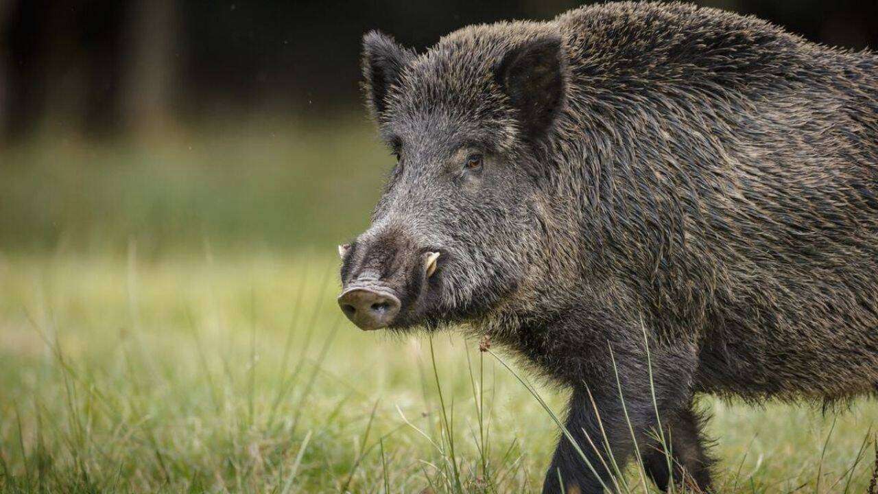 Asociația Producătorilor de Carne de Porc - agroexpert.md