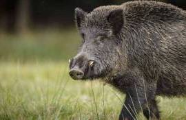 Asociația Producătorilor de Carne de Porc - agroexpert.md