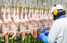 Украина рассчитывает на быстрое возобновление экспорта курятины в Молдову - agroexpert.md