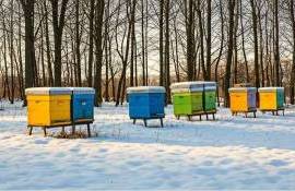 apicultorii fără sprijin de la minister - AGROEXPERT.MD