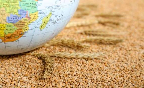 Обзор цен на мировых рынках: пшеница подорожала, кукуруза и соя подешевели - agroexpert.md