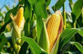 Почему ЕС отходит от украинской кукурузы, выбирая Бразилию и США - agroexpert.md