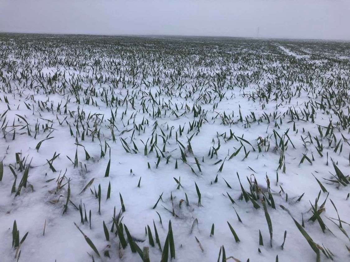 rapița și pentru grâul de toamnă - agroexpert.md