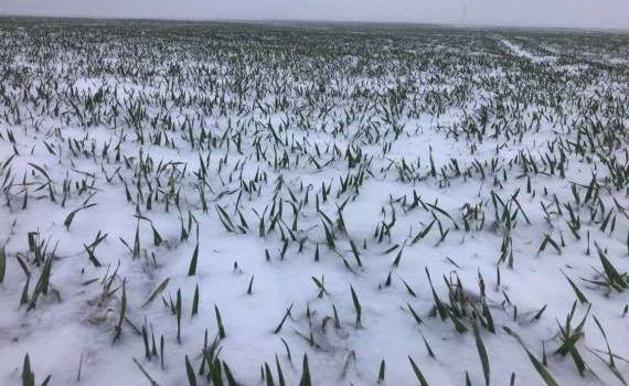 rapița și pentru grâul de toamnă - agroexpert.md