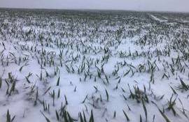 rapița și pentru grâul de toamnă - agroexpert.md