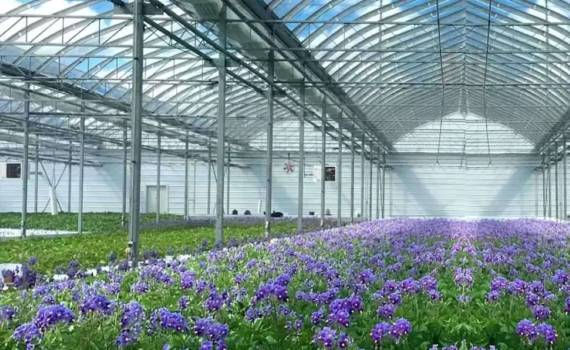 Гидропонное выращивание картофеля фермой Sklarczyk Seed Farm из США отмечено эко-премией - agroexpert.md