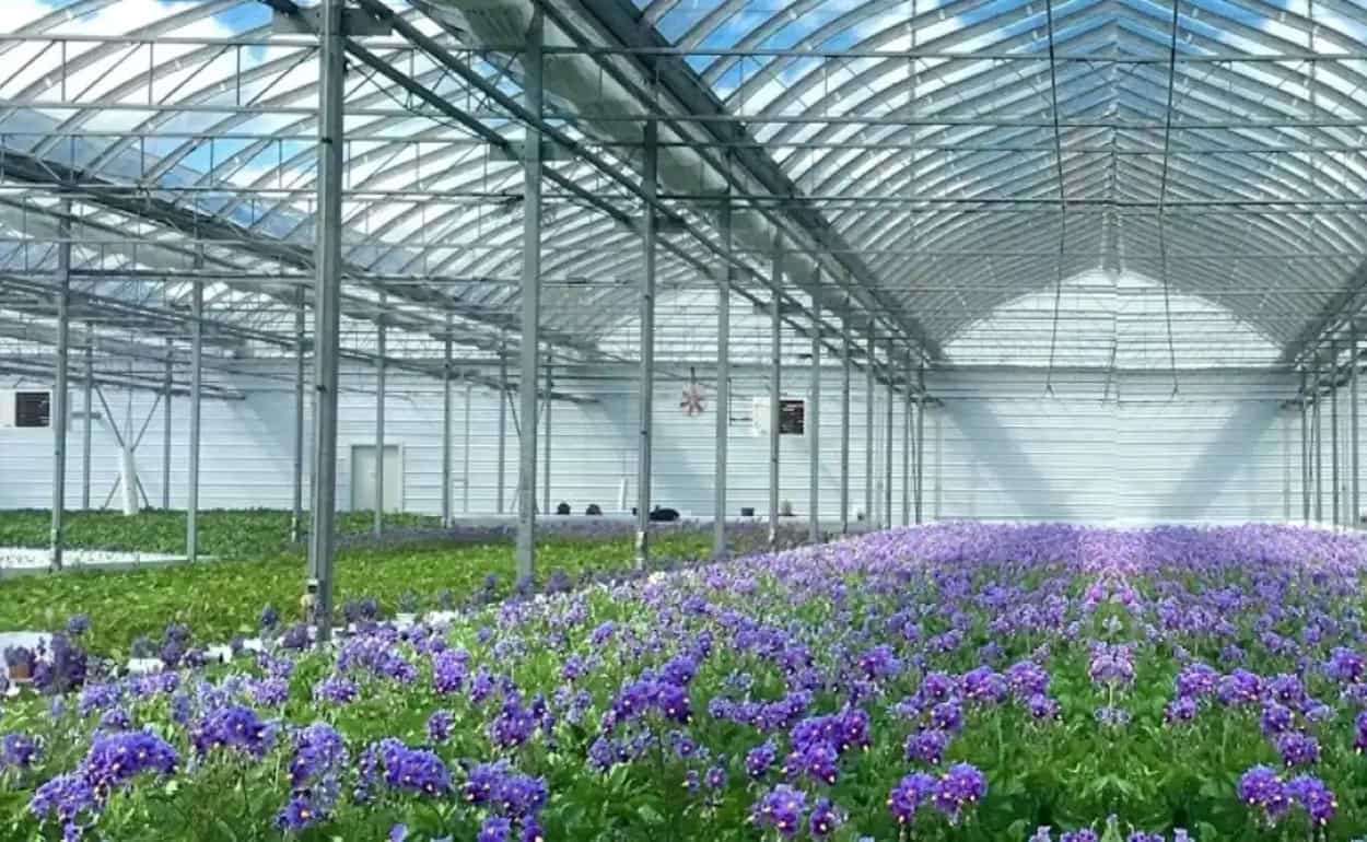 Гидропонное выращивание картофеля фермой Sklarczyk Seed Farm из США отмечено эко-премией - agroexpert.md