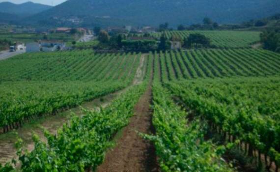 В Испании площади виноградников достигли исторического минимума - agroexpert.md