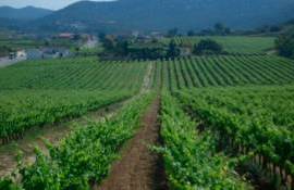 В Испании площади виноградников достигли исторического минимума - agroexpert.md