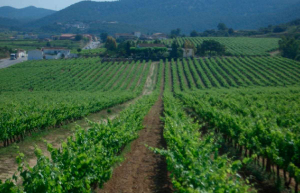 В Испании площади виноградников достигли исторического минимума - agroexpert.md