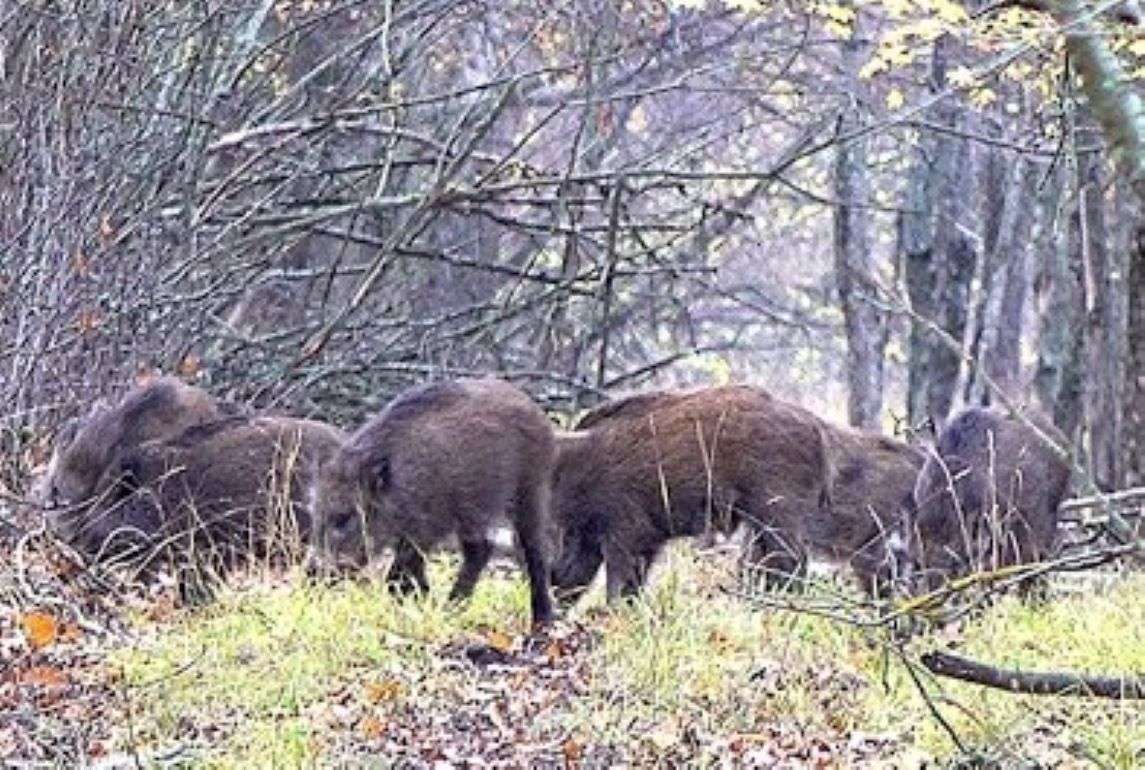 АЧС среди диких кабанов — серьёзные риски для животноводства Молдовы - agroexpert.md