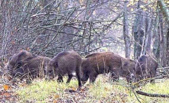 АЧС среди диких кабанов — серьёзные риски для животноводства Молдовы - agroexpert.md