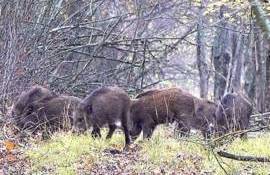 АЧС среди диких кабанов — серьёзные риски для животноводства Молдовы - agroexpert.md