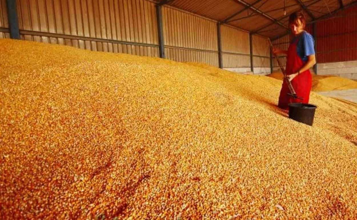 Почему цены на кукурузу в Украине достигли локального максимума - agroexpert.md