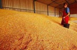 Почему цены на кукурузу в Украине достигли локального максимума - agroexpert.md