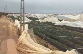 В Европе перебои с поставками ягод и фруктов из-за шторма в Испании - agroexpert.md