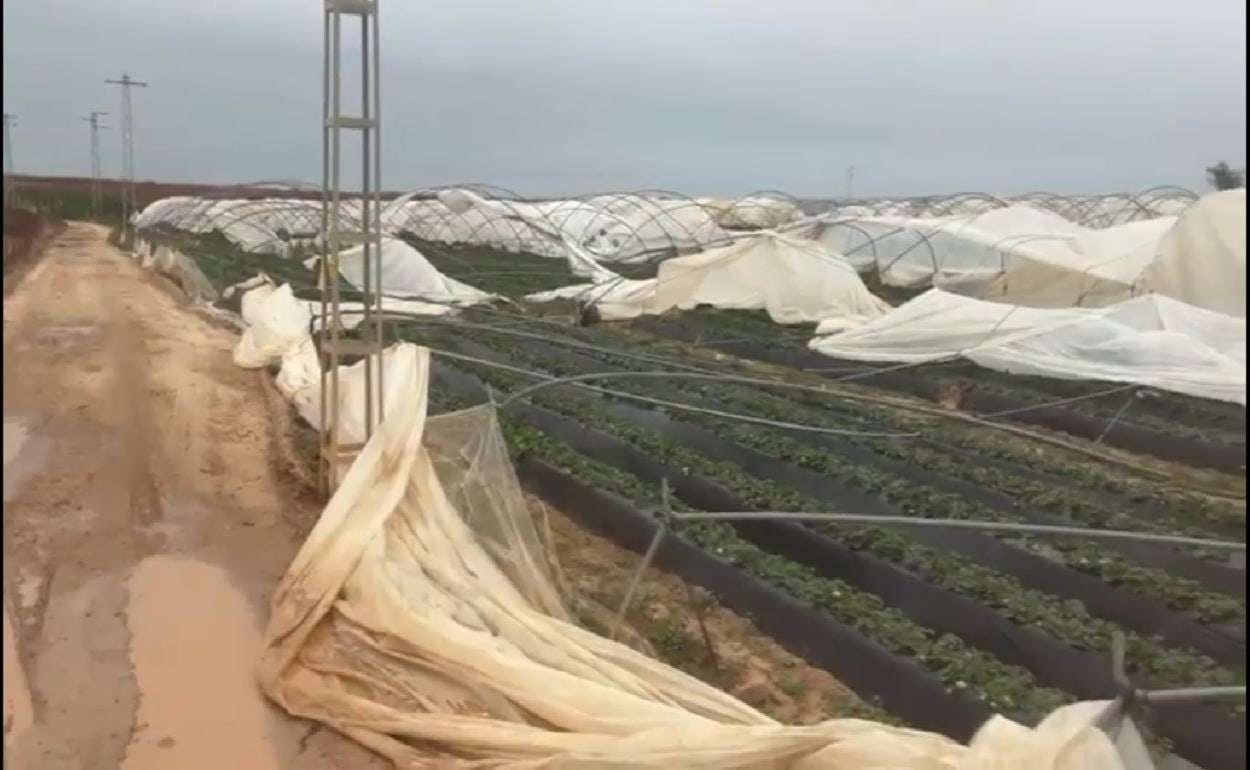 В Европе перебои с поставками ягод и фруктов из-за шторма в Испании - agroexpert.md