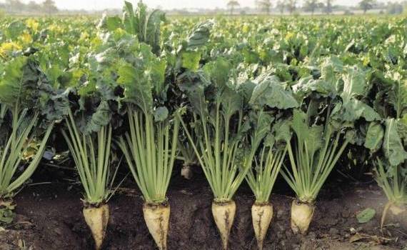 Какова цена гармонизации британской свекольной отрасли с правилами ЕС - agroexpert.md 