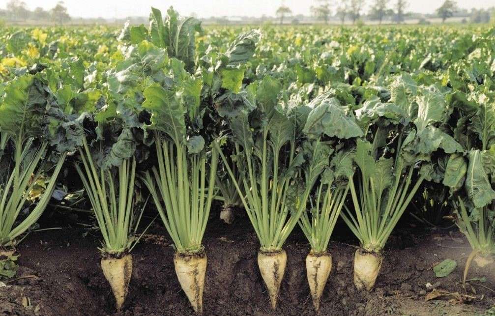 Какова цена гармонизации британской свекольной отрасли с правилами ЕС - agroexpert.md 