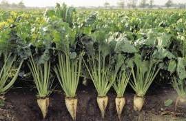 Какова цена гармонизации британской свекольной отрасли с правилами ЕС - agroexpert.md 