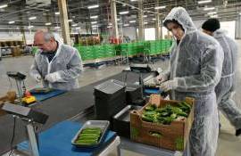 AIPA запускает новый конкурс грантов: поддержка овощеводства и ягодоводства - agroexpert.md