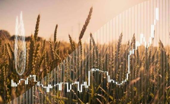 Пшеница 2026: почему рынок уже дорожает, игнорируя рекордный урожай-2025 - agroexpert.md