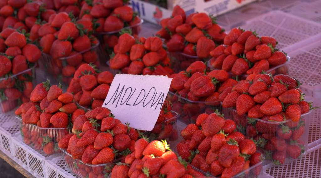 Căpșunele autohtone au apărut pe piață - agroexpert.md