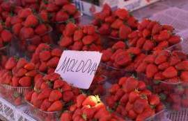 Căpșunele autohtone au apărut pe piață - agroexpert.md