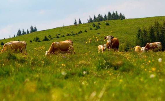Ce subvenții primesc fermierii din zootehnie în 2026. Explicațiile AIPA - agroexpert.md