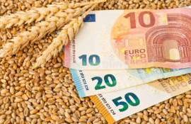Слабый евро усилил конкурентность французской пшеницы на рынке Египта - agroexpert.md