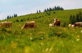 Ce subvenții primesc fermierii din zootehnie în 2026. Explicațiile AIPA - agroexpert.md