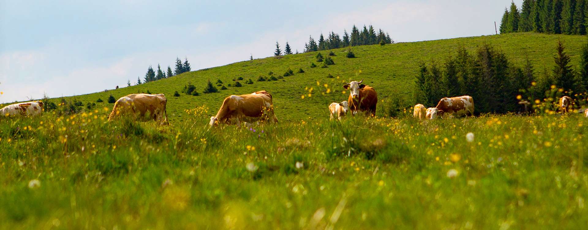 Ce subvenții primesc fermierii din zootehnie în 2026. Explicațiile AIPA - agroexpert.md