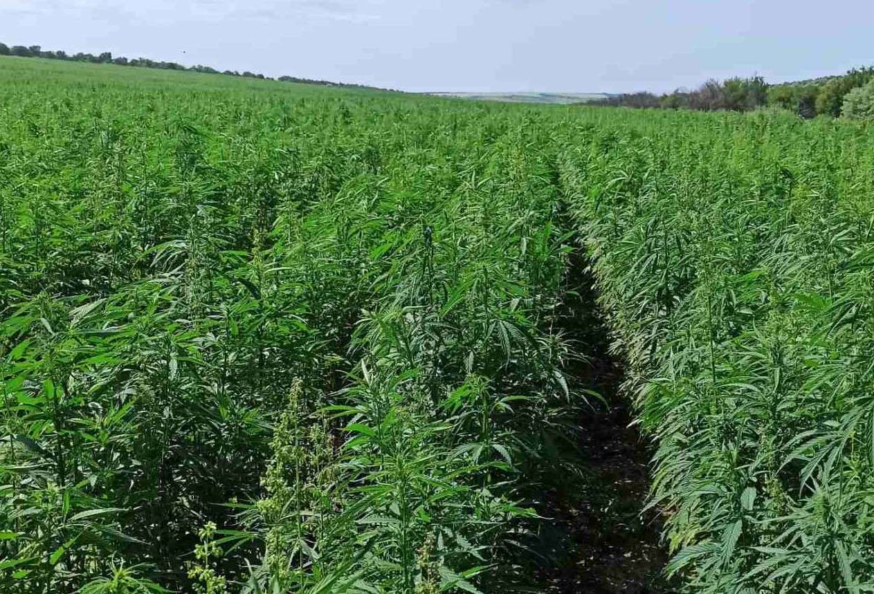 Suprafața cultivată cu cânepă - AGROEXPERT.MD