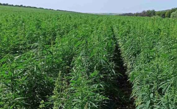 Suprafața cultivată cu cânepă - AGROEXPERT.MD
