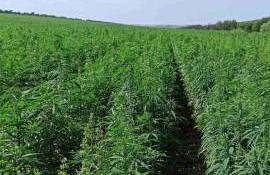 Suprafața cultivată cu cânepă - AGROEXPERT.MD