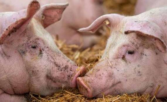 Cadavre de porci infectați cu PPA, abandonate într-o livadă la Costești - agroexpert.md