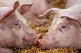 Cadavre de porci infectați cu PPA, abandonate într-o livadă la Costești - agroexpert.md