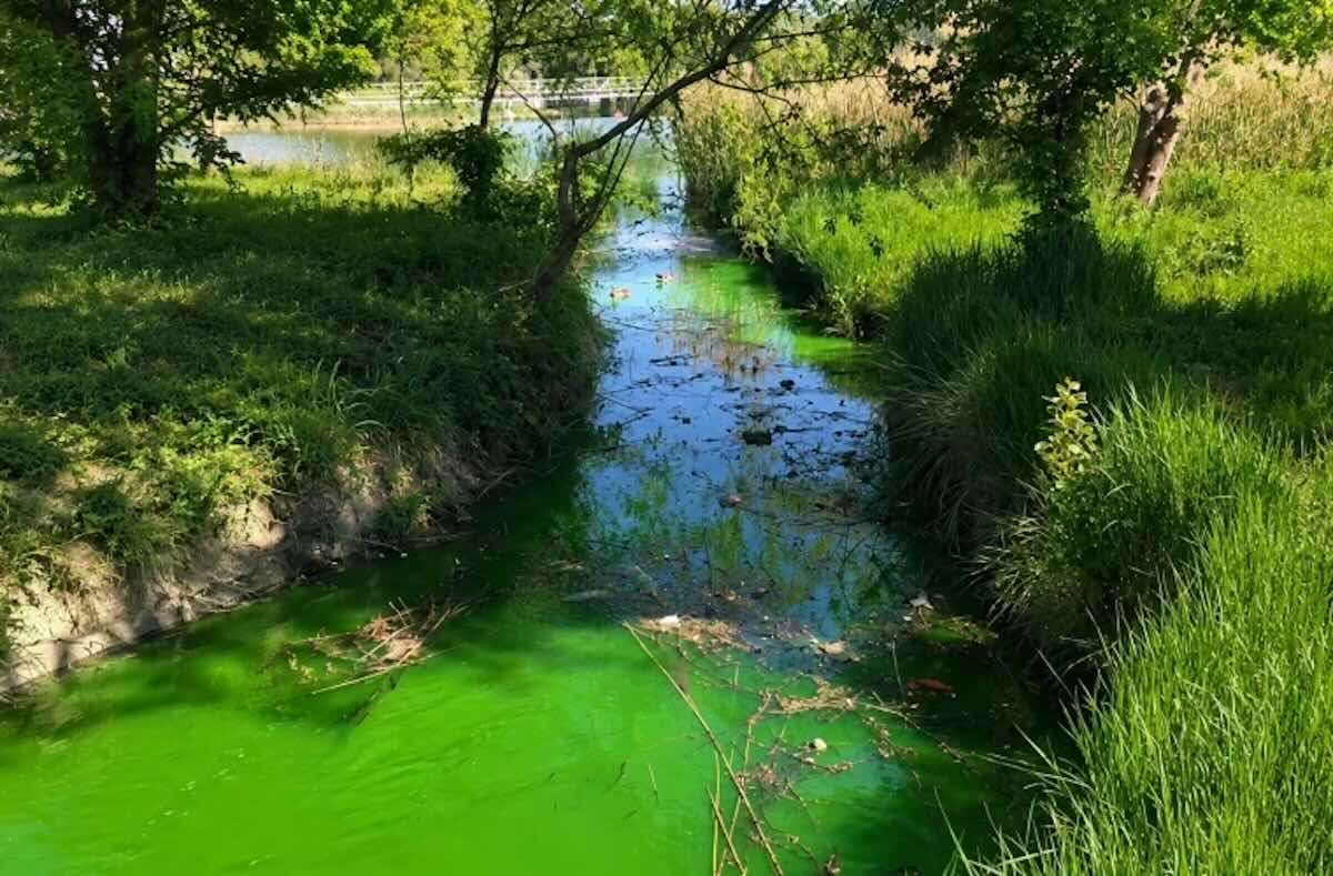 Apă de culoare verde într-un parc din Chișinău. Ce spune Termoelectrica - agroexpert.md