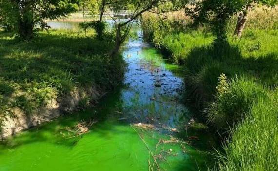 Apă de culoare verde într-un parc din Chișinău. Ce spune Termoelectrica - agroexpert.md