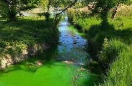 Apă de culoare verde într-un parc din Chișinău. Ce spune Termoelectrica - agroexpert.md