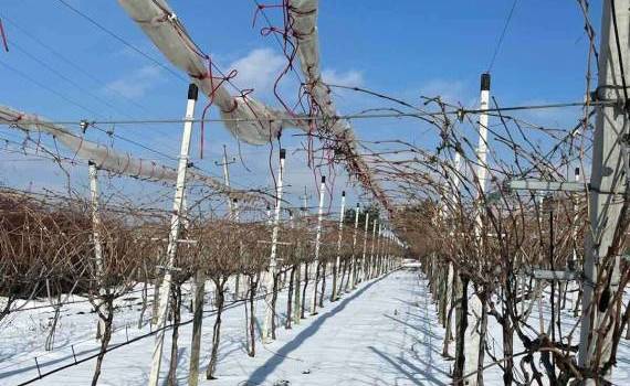 soluție antiîngheț - agroexpert.md