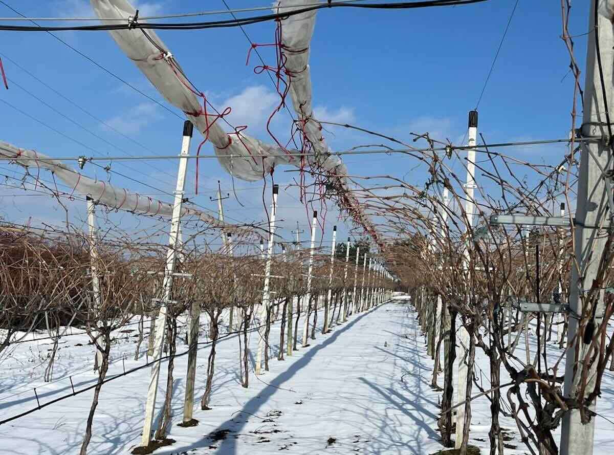 soluție antiîngheț - agroexpert.md