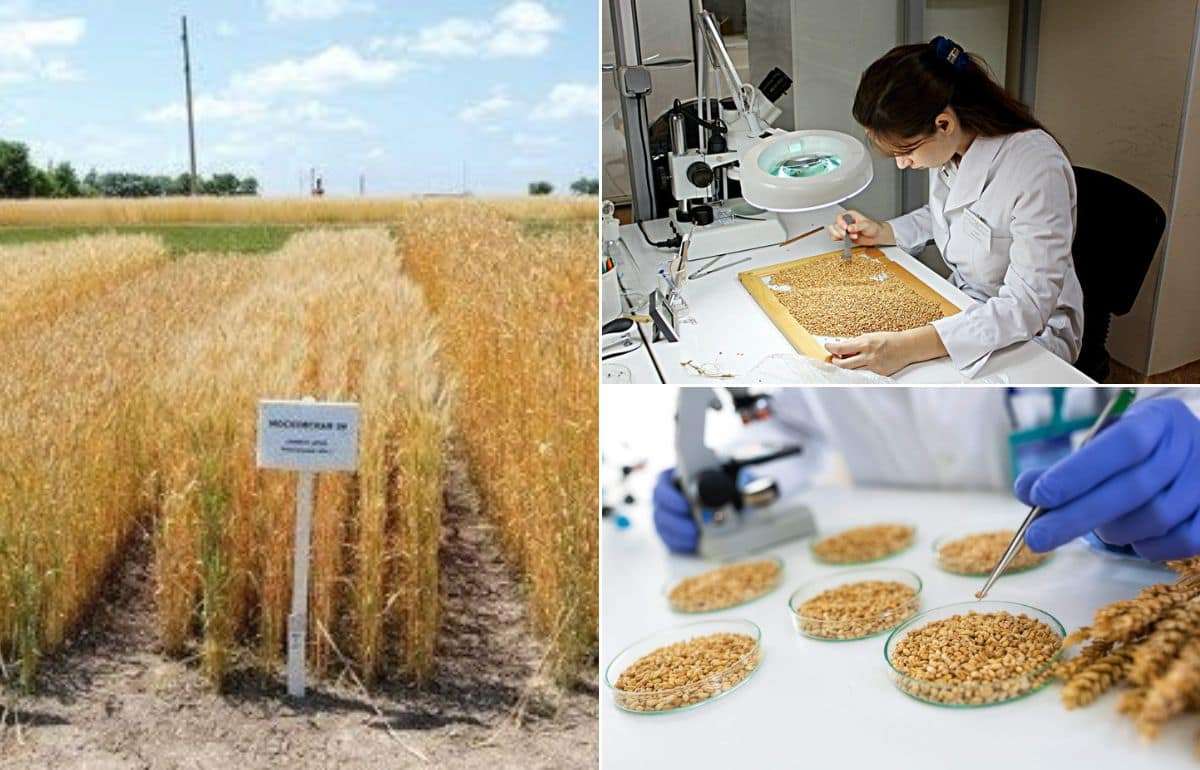 Европейские гранты до 50 тыс. евро на развитие семенного сектора Молдовы - agroexpert.md