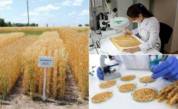 Европейские гранты до 50 тыс. евро на развитие семенного сектора Молдовы - agroexpert.md