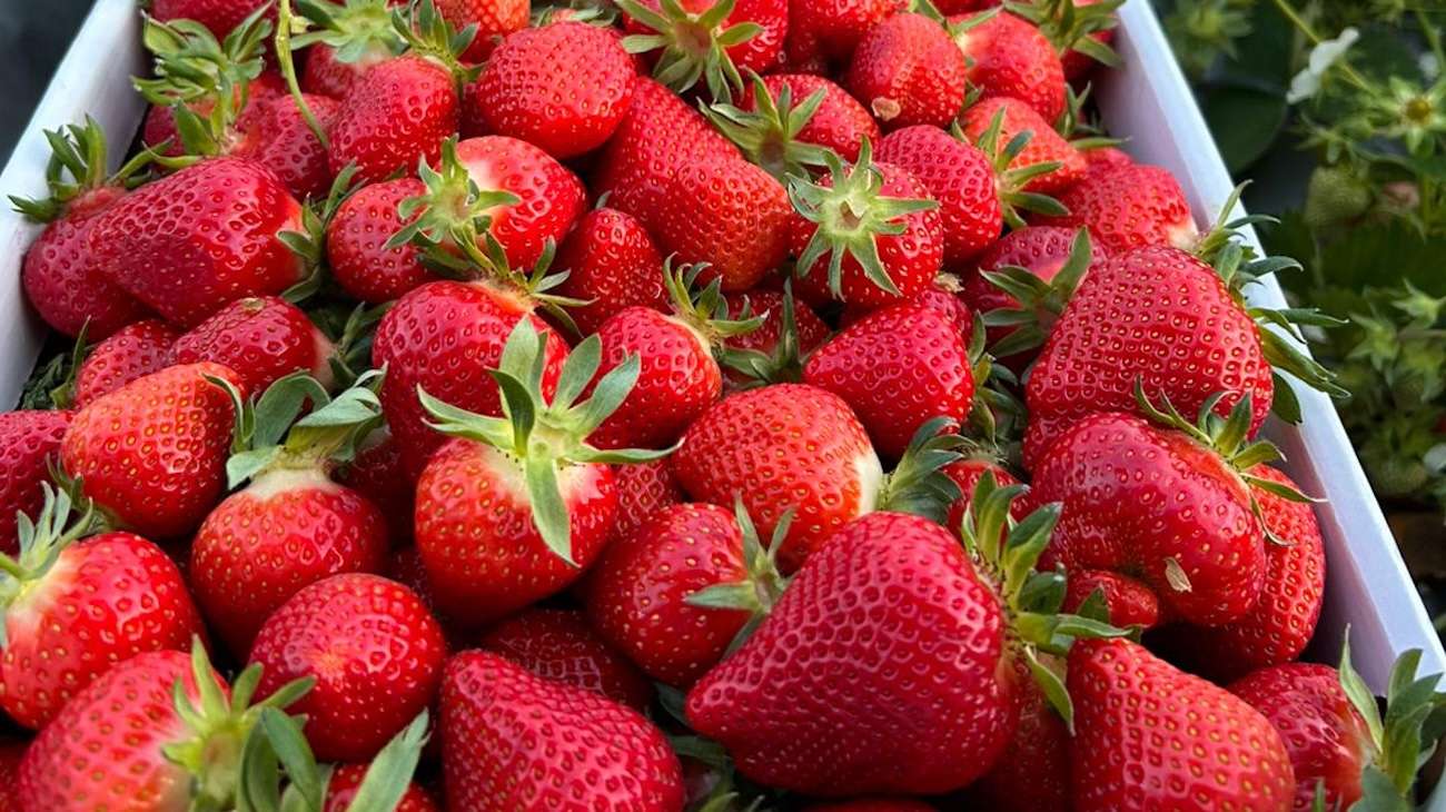 Căpșunile locale, la mare căutare la început de sezon - agroexpert.md