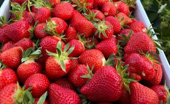 Căpșunile locale, la mare căutare la început de sezon - agroexpert.md